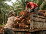 El Niño Fears and Strong Energy Markets Lift Palm Oil Futures