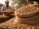 Indian Groundnut Sowing Slips, But Saurashtra Still Anchors Peanuts Market