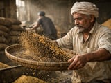 Mustard Seed Market Holds Firm as Arrivals Stay Below Seasonal Peak