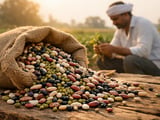 Gujarat Moong Acreage Slumps as Global Bean Prices Drift Sideways