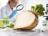 Sugar Beet Market: London Futures Lift EU Beet Prices as Supply Tightens