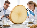 European Potatoes Under Pressure as Heat and Drought Shrink Harvests