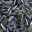 Sunflower seeds — black