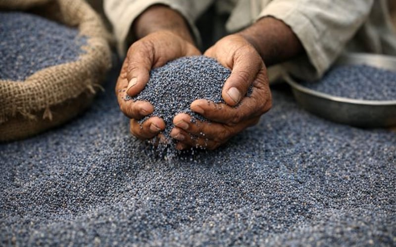 سوق بذور الخشخاش الهندية يتراجع مع فترة ركود موسمية تلتقي مع شراء عالمي متحفظ