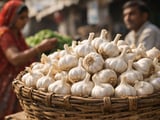Indian Garlic Tightens: Rajasthan Shortfall Meets Rising Winter Demand