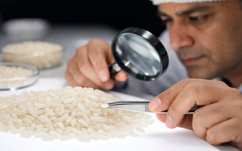 Arroz Indio: Empresas No Basmati a la Espera de Exportaciones y Riesgo Irán