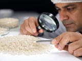 Indian Rice: Non‑Basmati Firms as Basmati Waits on Exports and Iran Risk