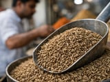 Cumin under pressure: Indian demand shock outweighs weather risk