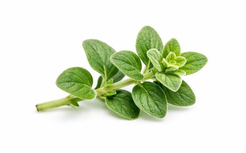 Egyptian Marjoram Edges Higher as FOB Cairo Prices Grind Upward