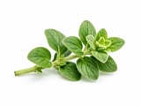 Egyptian Marjoram Edges Higher as FOB Cairo Prices Grind Upward