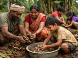 Ginger Market Under Pressure as Indian Demand Stays Subdued