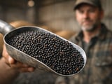Rapeseed Rallies on Crude Oil Spike, Farmer Hold‑Back and Black Sea Strength