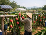 Stable Hanoi FOB Prices for Dried Red Dragon as Heat Builds in Vietnam