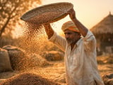Lentils Market: Mixed Pulse Signals, Soft Masoor, Firm Global Greens