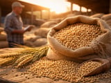 Barley Market Flat on SFE While EU Spot Values Soften
