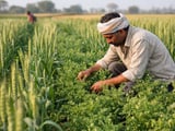 Lentil Market Finds a Floor as Indian Demand Lifts Domestic Prices
