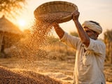 Indian Lentils Under MSP Pressure as Import Overhang Builds