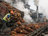 Palm Oil Futures Edge Higher as El Niño Risks Build and B50 Tightens Supply