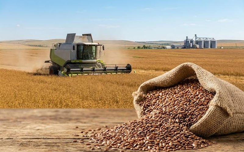 Les exportations de lin du Kazakhstan atteignent un rythme record tandis que la surproduction mondiale limite les prix
