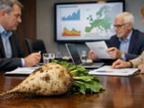 EU Sugar Beet Market: Firm Cash Prices Despite Softer Futures Curve