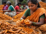 Turmeric Firms in Indian Spot Trade as Erode and Salem Varieties Gain Support