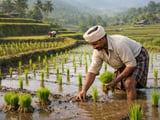 Indian basmati rice rallies on tight stocks and renewed export demand