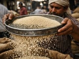 Sesame Prices Edge Higher as India MSP Hike and Strong Egyptian Exports Support Market