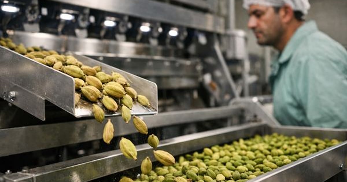 Cardamom market update: large pods weaken, green cardamom steady — CMB News