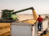 Wheat prices soften in DE and UA as harvest pressure meets export risks