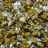 Chamomile flowers — whole
