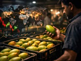 India’s Totapuri Support Scheme Ripples Through Global Mango Chain