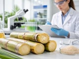 Sugar #11 Slides as Policy Tightens and Brazil Weather Turns Wetter