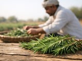 Indian Organic Rosemary Prices Flat as Heat Builds and Spice Complex Firms