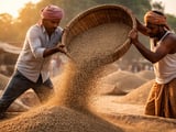 Indian Cumin Prices Edge Higher as Mandis Hold Near ₹20,000/quintal