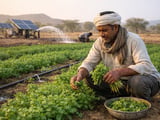 Coriander market steadies in New Delhi as processor demand underpins prices