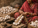 Indian Garlic: Tight Rajasthan Crop Meets Rising Winter Demand