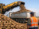Sugar Beet Prices Firm in PL and CZ as Warm, Dry September Aids Lifting