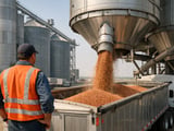 Lentils market: selective firmness amid cautious mill demand