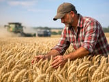 Wheat Market Holds Firm as Black Sea Disruptions Offset Comfortable EU Supply