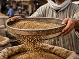 Coriander Market: Stable Prices with Weather‑Linked Upside Risks