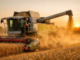 German triticale edges softer but stays firmly underpinned by feed demand