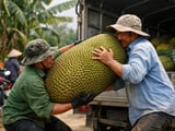 Vietnam Dried Jackfruit Slices Hold Steady as Heat Builds in Hanoi