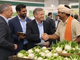 استقرار أسعار الشمر الهندي مع تحسن تدريجي في آفاق المحصول بدعم أمطار الرياح الموسمية