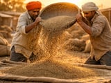 Indian Cumin Prices Edge Higher as Export Buying Picks Up