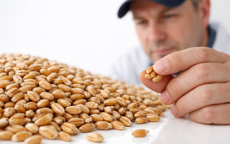 Black Sea Wheat Drifts Lower While German Prices Hold Firm