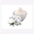 Onion — powder
