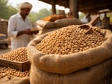 Indian Chickpeas (Chana) Firm as Tight Stocks Meet Reviving Mill Demand