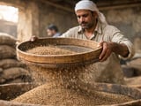 Aniseed Prices Hold Steady as Summer Heat Builds in Egypt and India