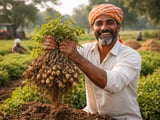 Indian Peanuts: Sharp Crop Loss Meets Surprisingly Soft FOB Prices