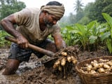 Indian Arrowroot FOB Holds Steady as Monsoon Revives but Stays Uneven